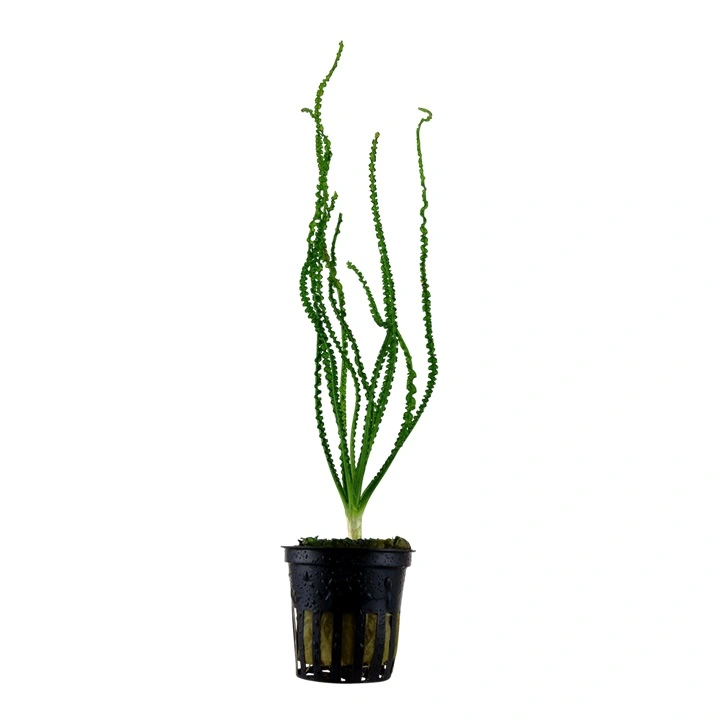 Tropica Akvarieplante i potte Crinum calamistratum